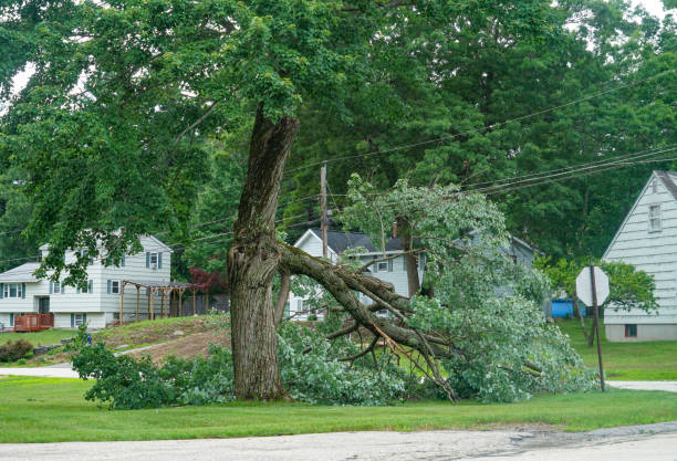 Best Tree Trimming Near Me  in USA